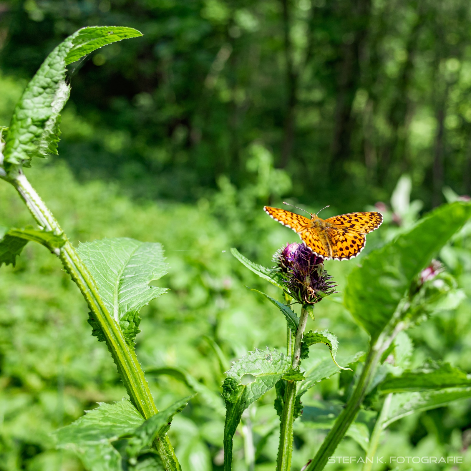 Schmetterling auf Distel